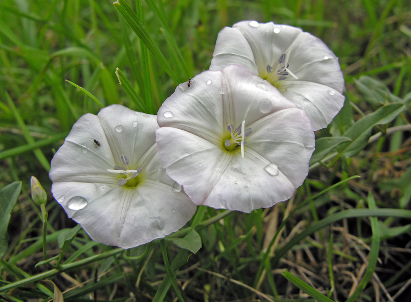  Image name: convolovolo4.jpg 
 width: 800 pixel 
 height: 589 pixel 
 Size: 147820 bytes 
 Click to enlarge 